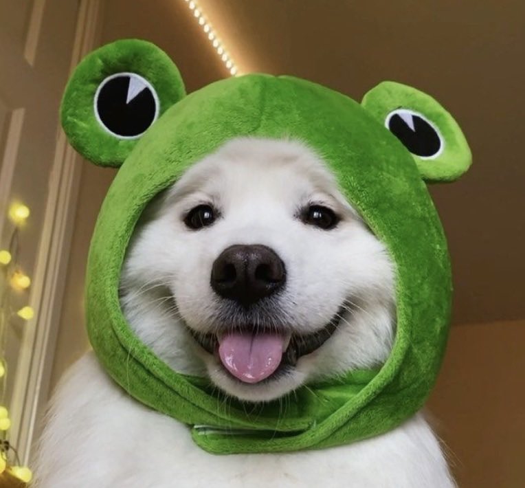 urprobab1ydumb's tweet photo. @metaversejoji #FROGDOG 🐸🐶 #TooCuteToFail https://t.co/owagxC6qKL