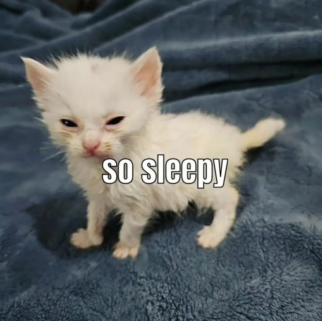 Catsillyness's tweet image. Eepy