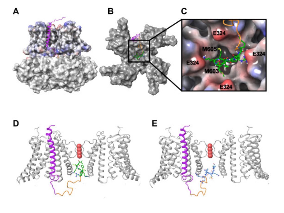 Smooth Muscle Research Centre tweet media