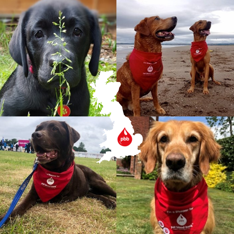 Loading… Around the Coast in 30 Days! 🎉

Join us this May by walking, running, swimming, or cycling as we aim to reach 11,232 miles together!

Every mile you do will count towards our collective target 🎯

The full details 👉 petbloodbankuk.enthuse.com/cf/around-the-…