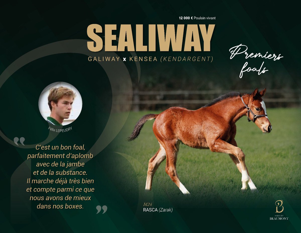 🚀 Les premiers foals de #SEALIWAY 💬 Félix Lepeudry @Ele_Tourgeville nous parle de son mâle par Sealiway et Rasca, Rasca est sœur du bon Rashford