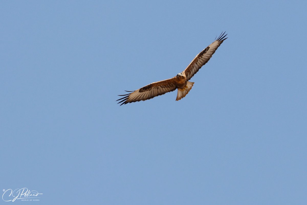 chrispollard48's tweet photo. #longleggedbuzzard #birdsinflight #ThePhotoHour #birdphotography #BirdsOfTwitter #birdsofprey #flight https://t.co/cJ2LEE37uQ