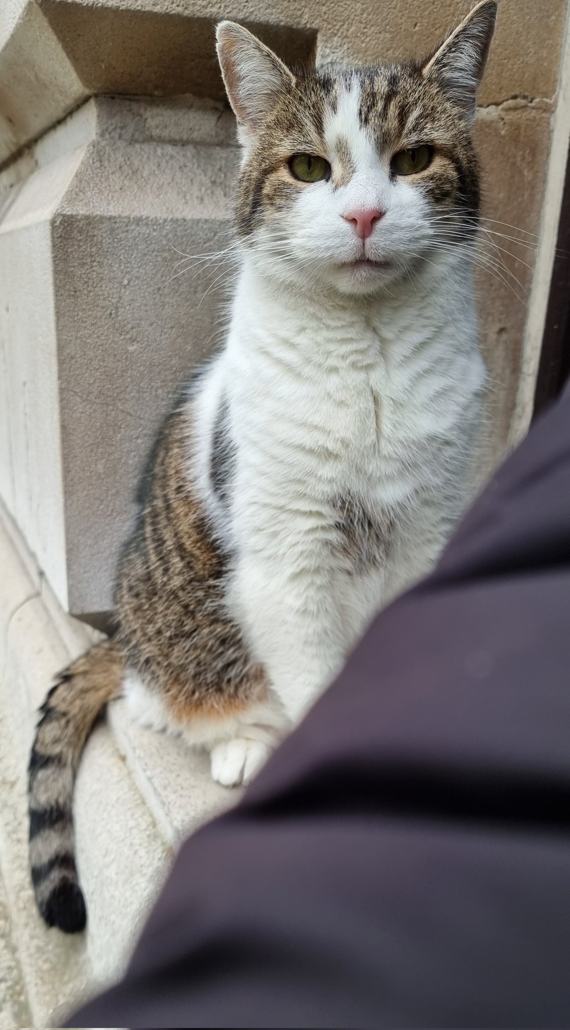 Larry the cat twitter deals