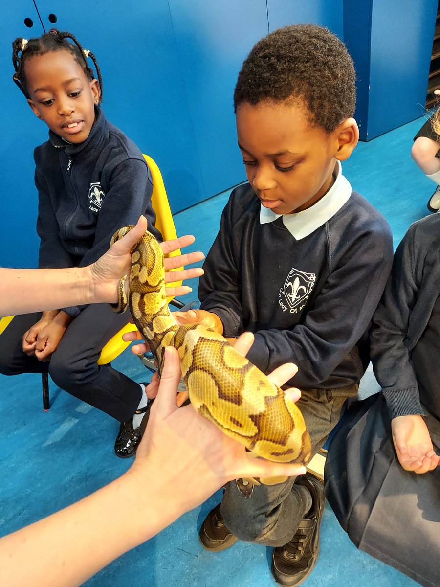 OurLadyMuswell's tweet photo. Year Two had a fantastic time meeting and handling a python, bearded dragon and fancy African rat as part of #BritishScienceWeek The children were very curious and had lots of questions. Thank you @wisciborg https://t.co/Qcf0v3V9tb