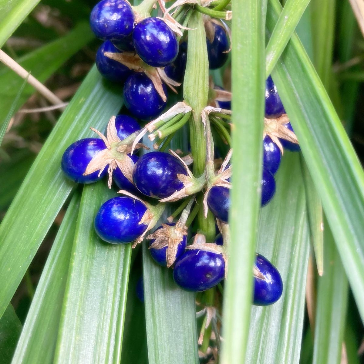 SHOParcobaleno's tweet photo. #リュウノヒゲ✴︎Ophiopogon japonicus

属性：キジカクシ科/ジャノヒゲ属
原産地：#日本
別名：ジャノヒゲ・ネコダマ
#花言葉：変わらぬ思い・深い思いやり
語源：学名［Ophiopogon］
ギリシャ語［#Ophio/蛇・ #Pogon/髭］

！！#beautiful！！#青の世界。・✳︎

#blue #grass #nature #photography https://t.co/RzbGSgQN1x