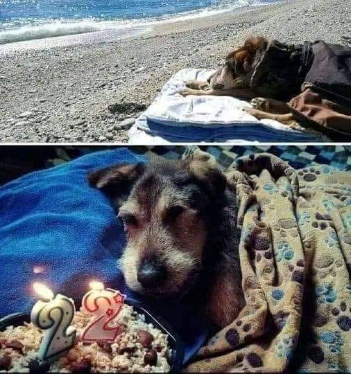 LigueDesAnimaux's tweet photo. Cette chienne gravement malade a eu l'occasion de contempler une dernière fois la mer avant de s'envoler vers le paradis des animaux. 

Accompagnée de sa famille, elle a été emmenée sur sa plage préférée. Entourée par le murmure apaisant des vagues, elle a quitté ce monde en paix.