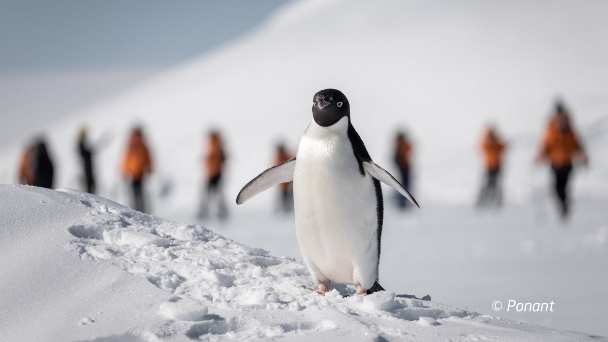 🐧🇦🇶 En el marco de la #ECA60 del @inach_gob, se detectan casos positivos de gripe aviar en pingüinos, cormoranes y skuas en la Antártica 📲Todo sobre el trabajo realizado por el equipo @MilenioBASE a bordo del buque Le Commandant Charcot en institutobase.cl/chile-detecta-…
