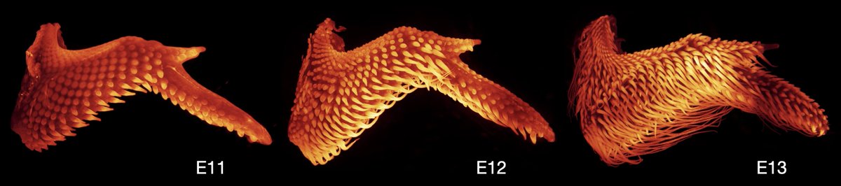 Growth series of feather buds on the chicken embryo's wing 🐤🔬