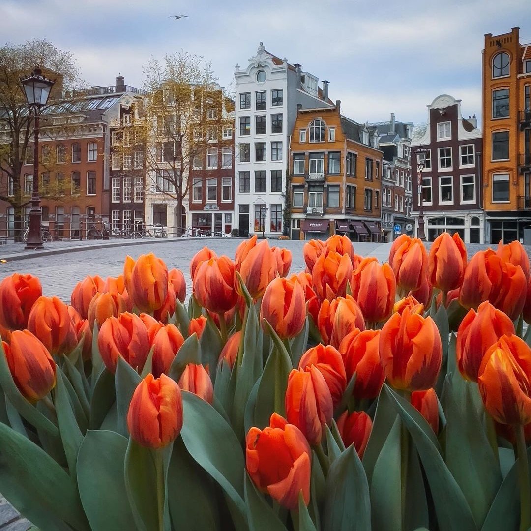 Wake up and smell the tulips.🌷 It’s about to be blooming colourful in Amsterdam next week as the tulip festival begins. Head to @visitkeukenhof, where they've planted 7 million tulip bulbs with 800 varieties of tulips - your Instagram feed will thank you!