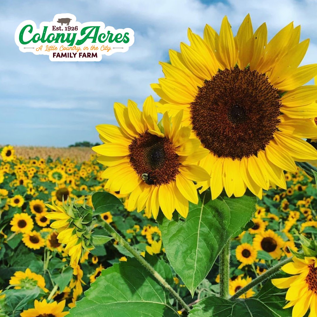 Crop reveal! It is a SUNFLOWER! 🌻🌻🌻 We can’t wait for the warmth and happiness of the sunflower season to arrive on the farm at the end of summer! Stay tuned for more updates and get ready to bask in the golden glow of these beautiful blooms. 🌻☀️