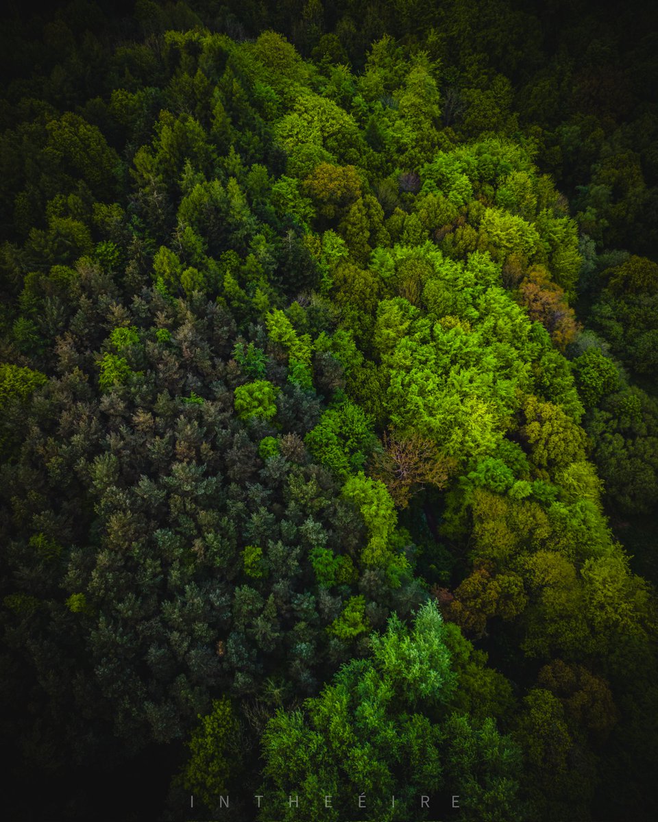 I N T H E É I R E tweet media