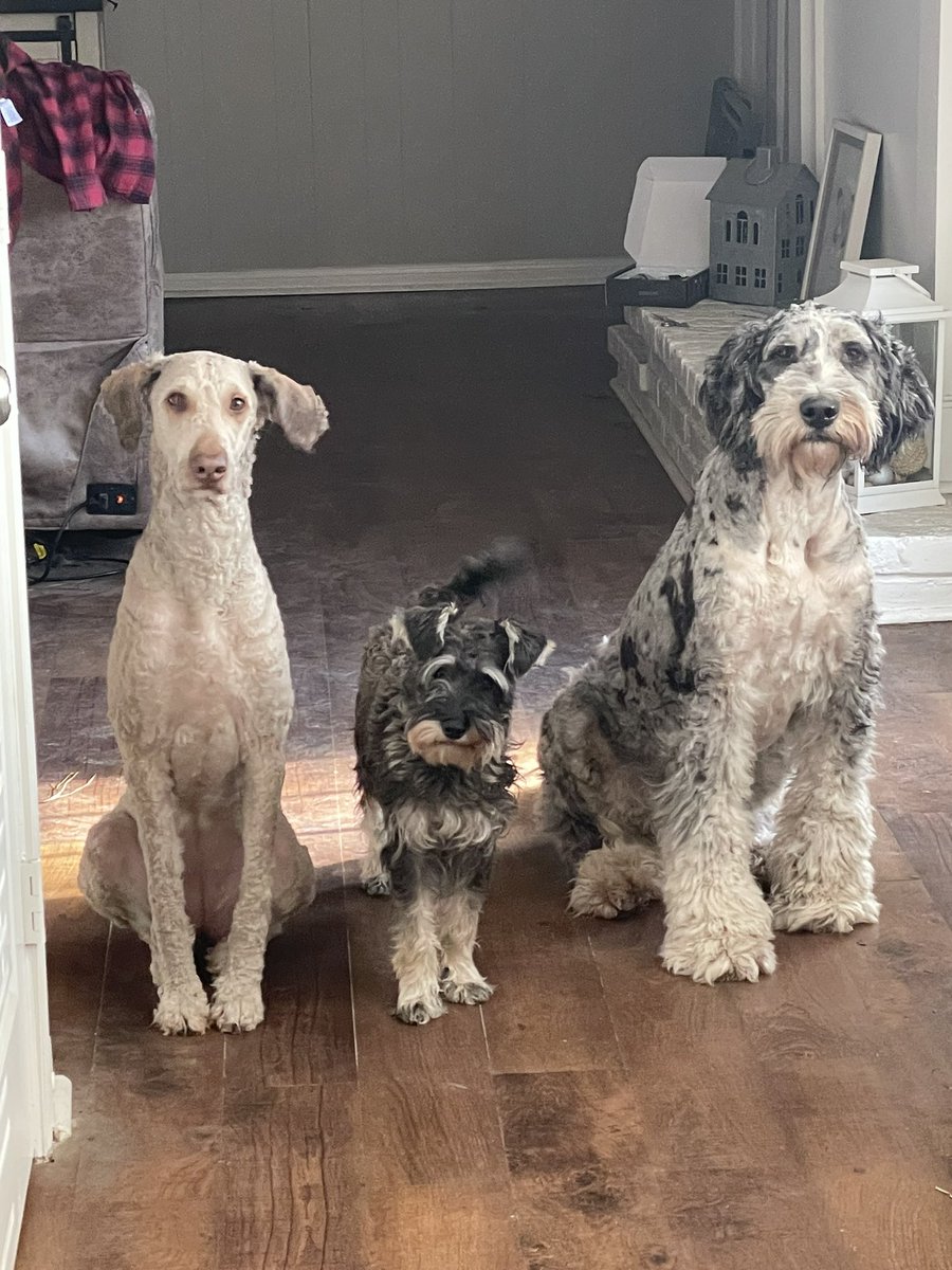 LanePride's tweet photo. @pulte Have 3 dogs that all need to get shots! Could definitely help 🙏 $Laneyyy01 https://t.co/RWhPzDkiYk