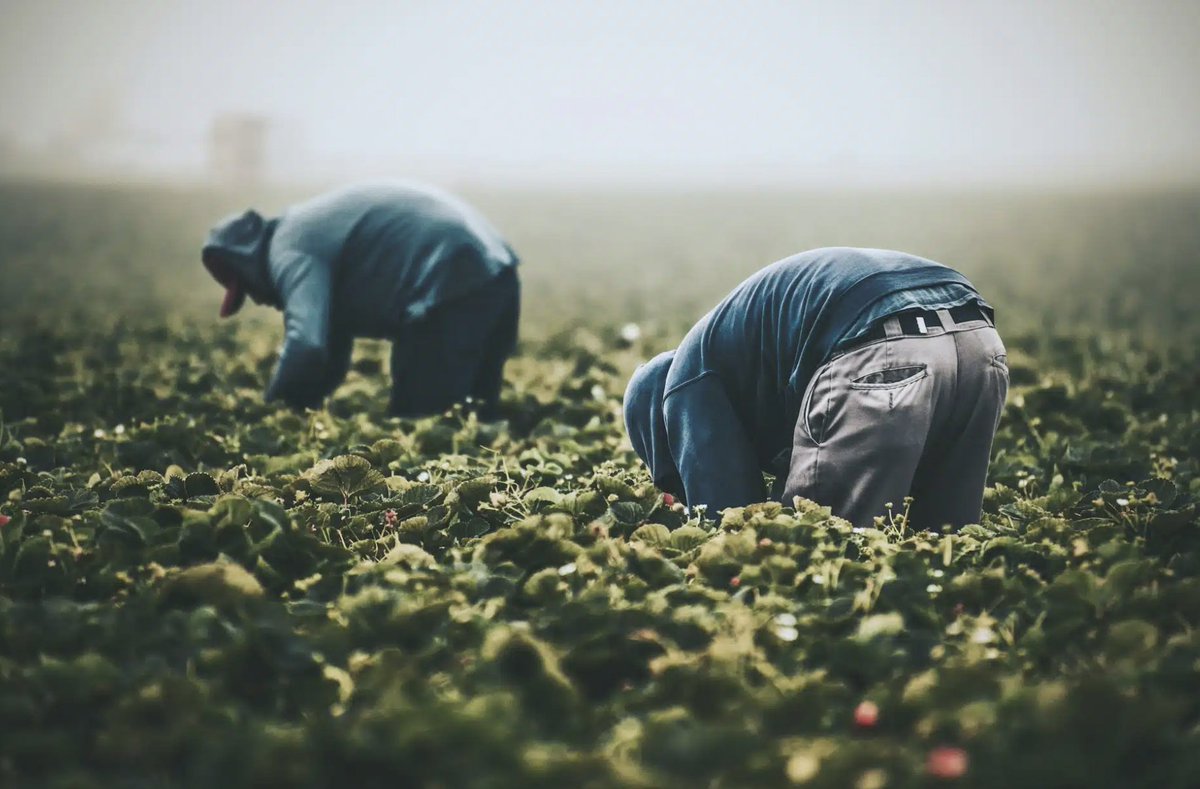 DephnaGroup's tweet photo. 🌟 Ethics are a priority in today's #food scene!

Consumers seek #sustainability and social responsibility, increasing demand for #ethicalfood production, urging businesses to rethink their practices from farm to fork. 🧑‍🌾🍽️

See the full story ⬇️

https://t.co/vETFNvouQB https://t.co/J5MNlgatRz