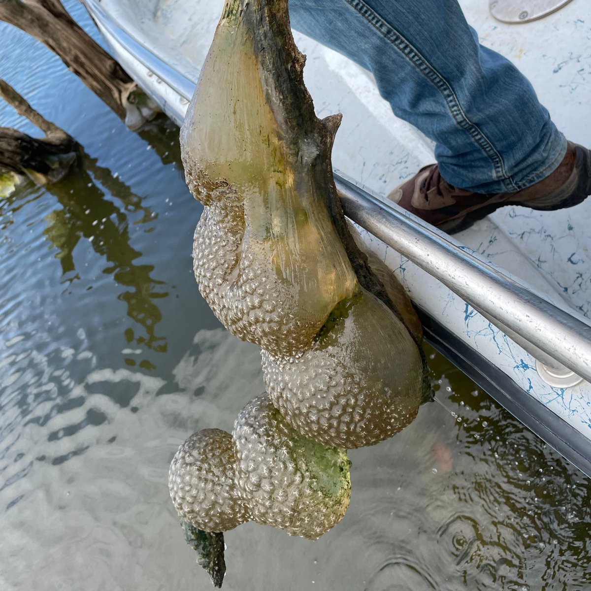 OKWildlifeDept's tweet image. So we know you're all just using this chaos site to investigate altered photographs at this point - but we wanted to show you this cool stick our biologists found: