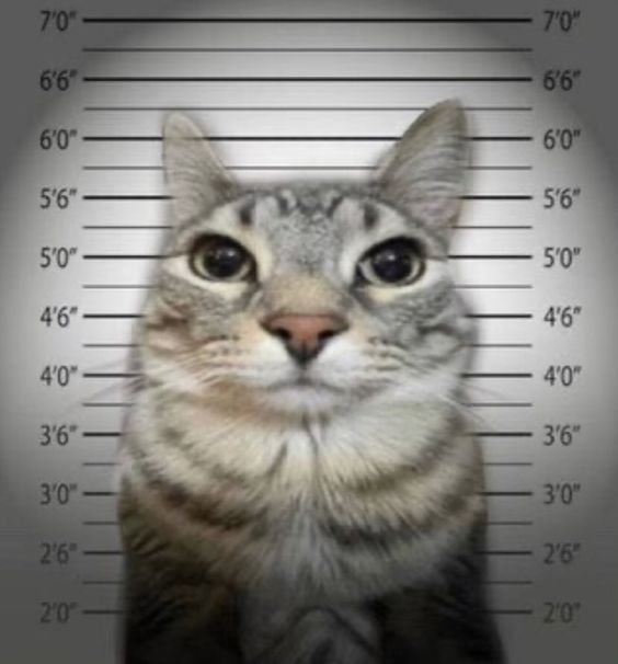yo detenida por no saber citar en APA