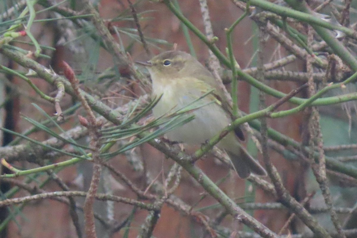 Jackhaye's tweet photo. First summer migrant action for me today at #StanleyPool with a couple of Chiffchaff by the dam at midday, good to see them around again. https://t.co/cUWYhpMUyj