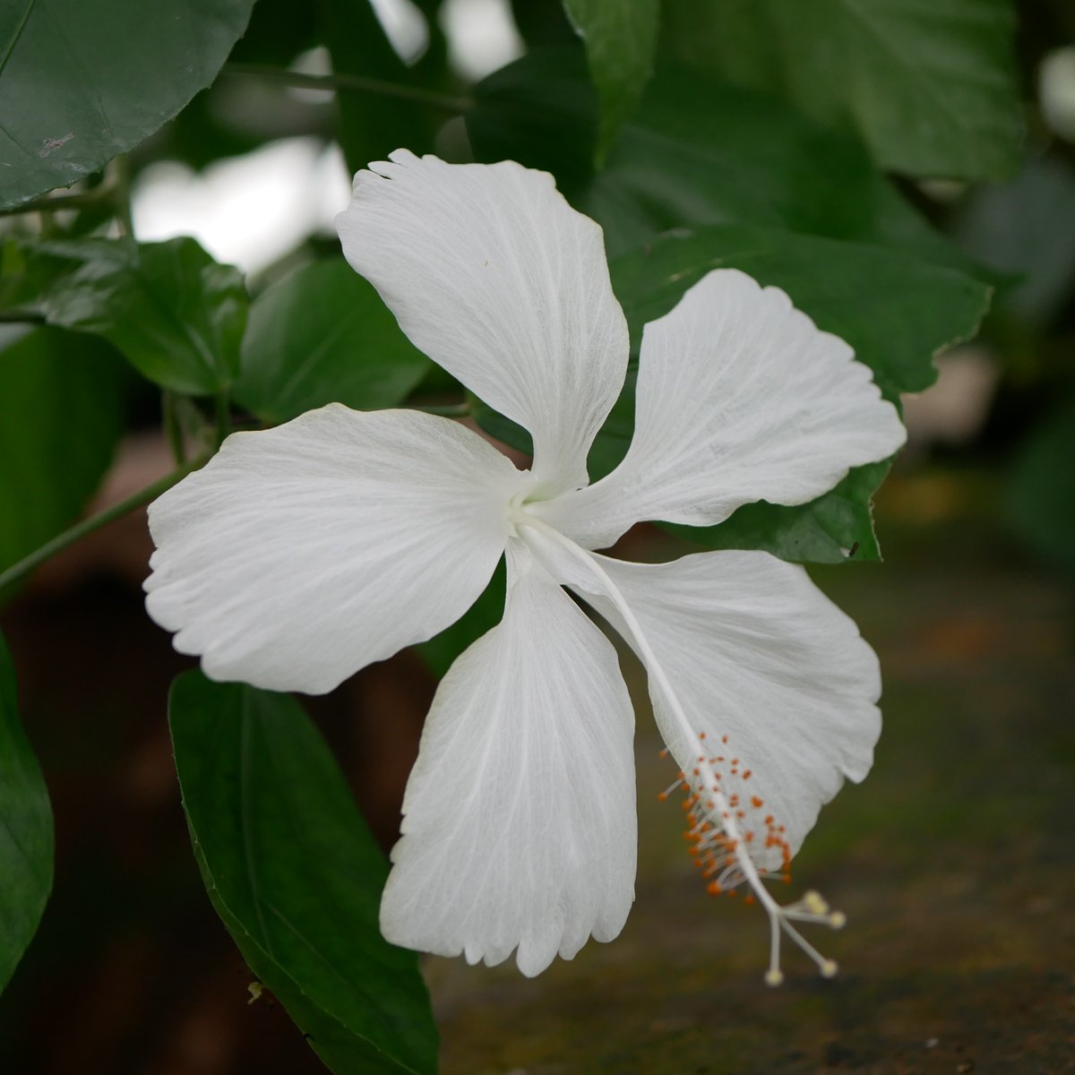 Hortus Leiden tweet media