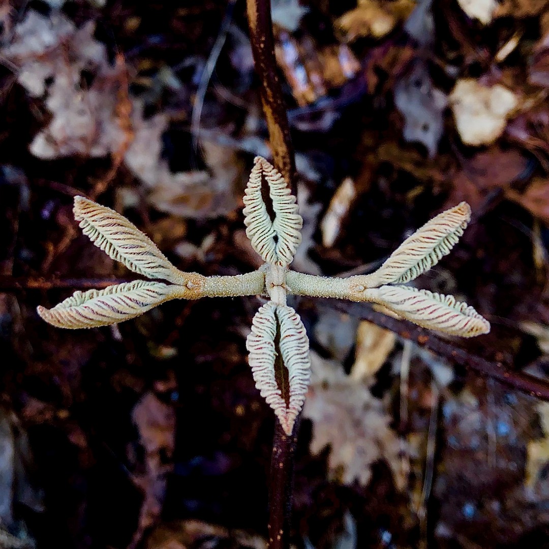 The newly emerging leaves of Viburnum lantanoides provide a mesmerizing sight. Like all members of the genus Viburnum, the leaves and branches of this plant are arranged opposite one another. In this photo you can see the leaves and stems forming in near perfect symmetry.