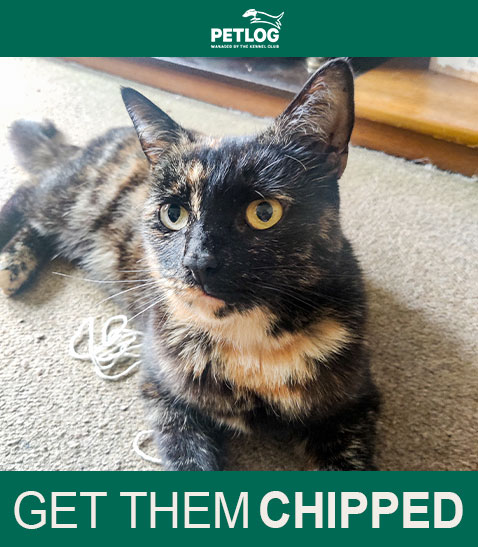 🐾 ALMOST LOST HER MARBLES 🐱💕
Missing Cat reunited with owner after 2 years thanks to microchip! "I couldn't believe she was actually alive and back in my arms." Read the heartwarming story and remember to get your pets chipped! bit.ly/3SRmdSq