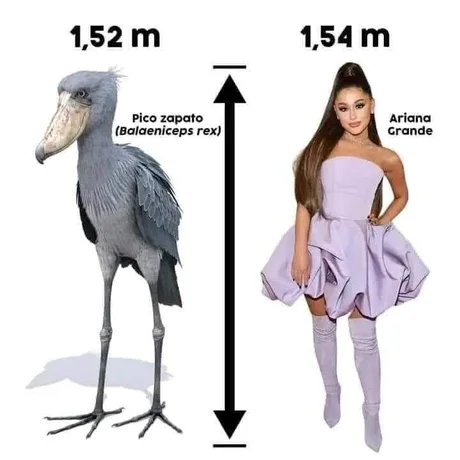 1. de schoenbekooievaar is gewoon een levende dinosaurus. 
2. wie zou winnen in een gevecht?