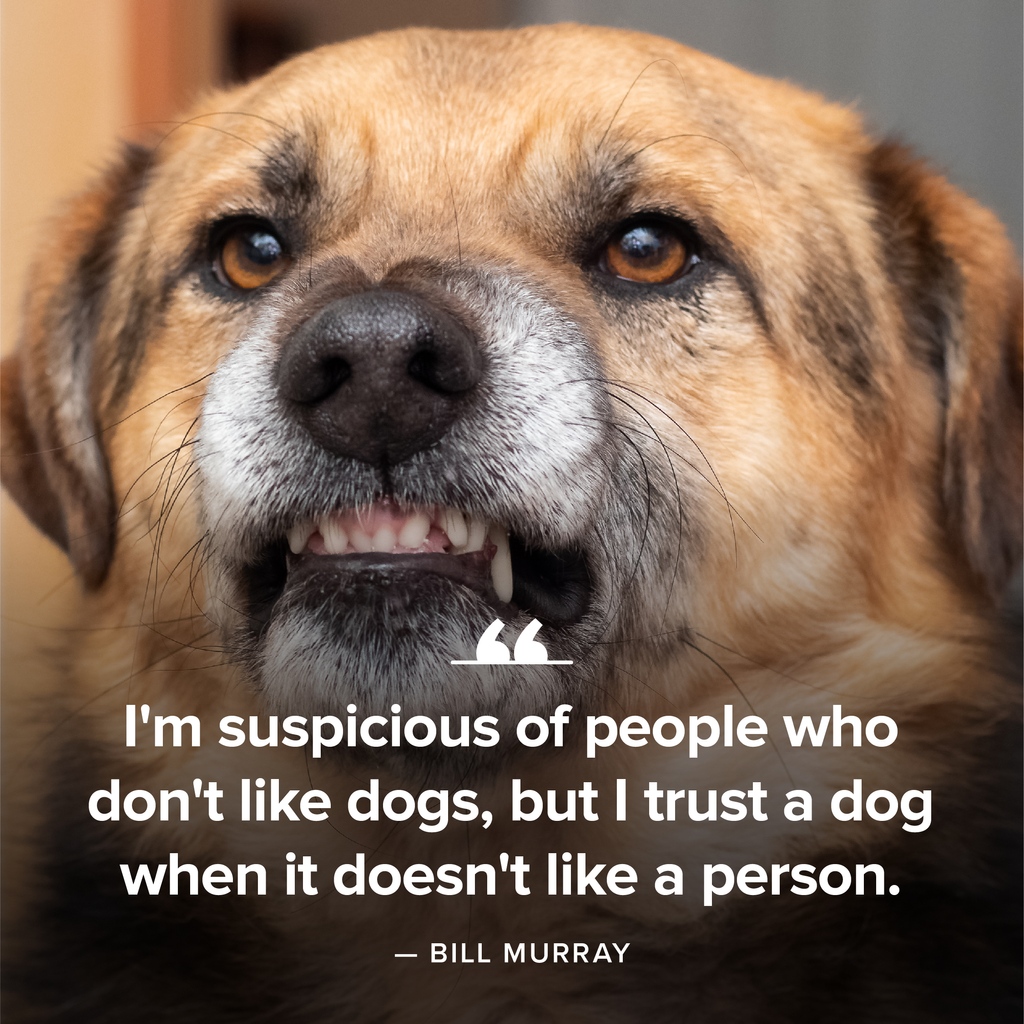 Modern Dog magazine tweet media