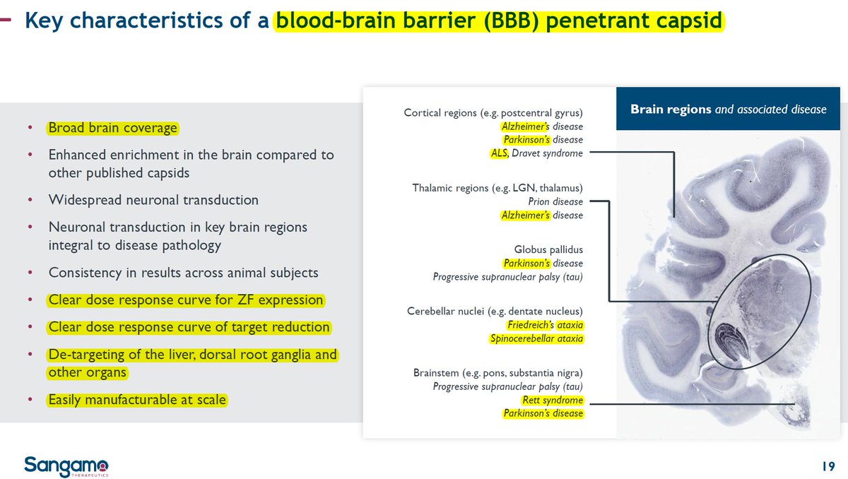 BiotechAnalysst's tweet photo. $SGMO the STAC-#BBB capsid: 
STAC-BBB outperforms other published CNS-tropic capsids
#Friedreichs ataxia
#Spinocerebellar ataxia
#AlsahurYa 
#Rett Syndrome
#Parkinson
#Alzheimers 
...
lots of slides: https://t.co/wC2hP28jgg https://t.co/7cXoUBpYgL