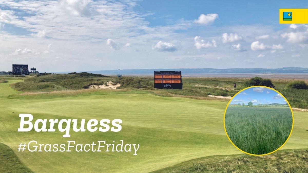 #GrassFactFriday Did you know that trials in Scotland have indicated that Barquess has very high growth potential early in the season for it's species, which points to significant benefits in an overseeding programme?⛳️🌱 barenbrug.co.uk/sport/golf #GrassExperts #Golf