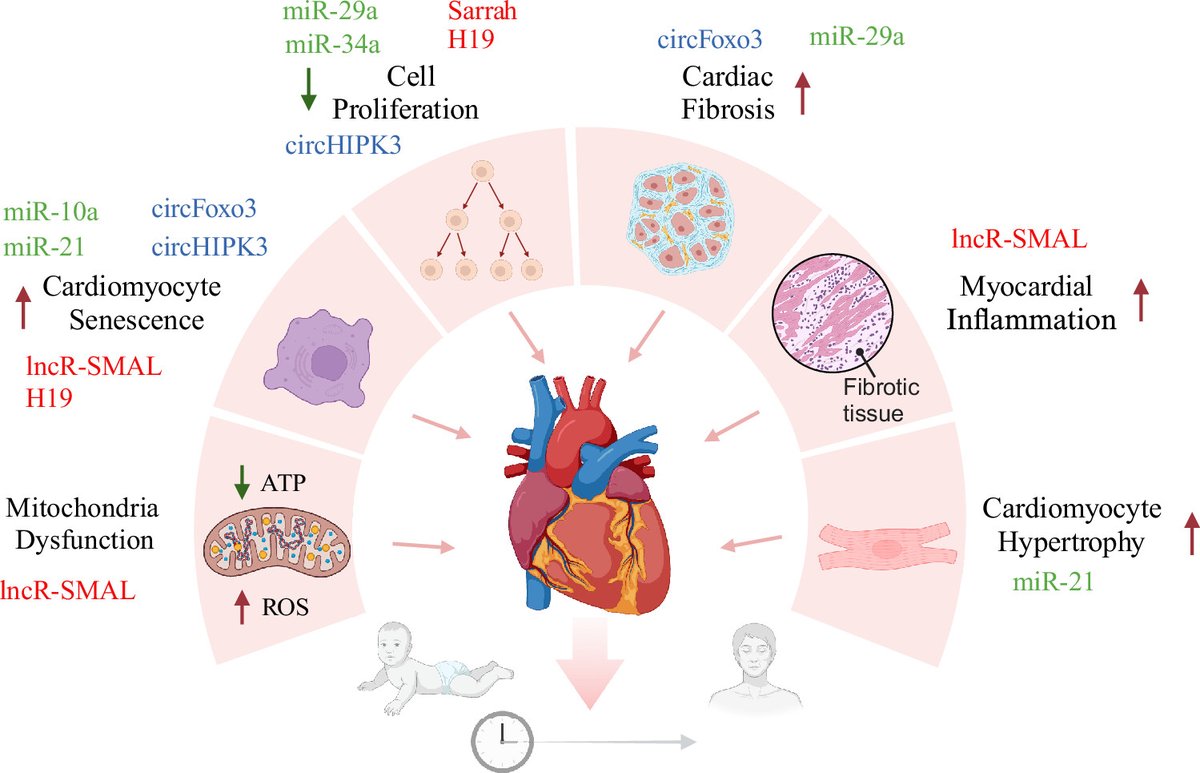 ajpheartcirc's tweet photo. Unlocking dark matter: Kang et al. @harvardmed review how noncoding RNAs function in the #heart during #aging, discussing both mechanisms of #RNA modification that control their activity & #noncodingRNAs as potential novel therapeutics in #cardiac #aging https://t.co/FXCZkjoAi9 https://t.co/D7hLm68cyU