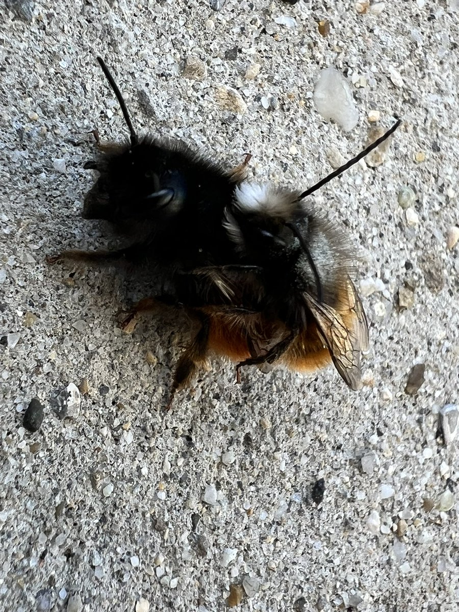 sgross69's tweet photo. @LeRucherArpeli Bonjour je suis tomber la dessus lors d’une balade une idée de pourquoi une abeille est sur le dos d’un bourdon ? https://t.co/gt8vIziLdl