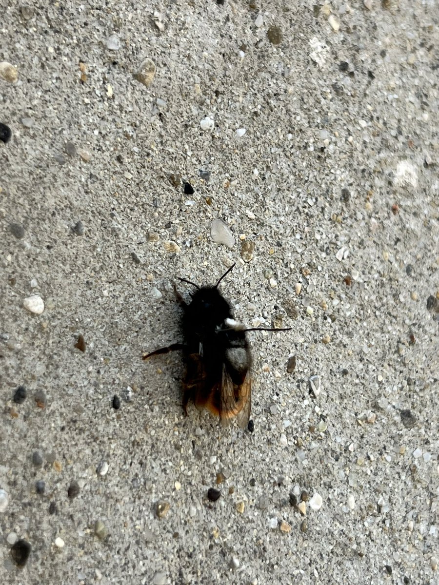 sgross69's tweet photo. @MielsdeProvence Bonjour, lors d’une balade je suis tomber la dessus une idée de pourquoi une abeille est sur un bourdon ? https://t.co/2Hp39VX0gw