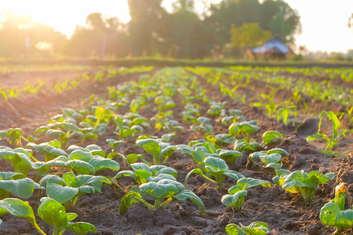 Join our sustainable diets webinar on 28th March to hear @Kiely_Mairead presenting the results of her newly published systematic review on sustainable diets and micronutrient intakes  ajcn.nutrition.org/article/S0002-…. To find out more and register see: nutrition.org.uk/training-and-e…