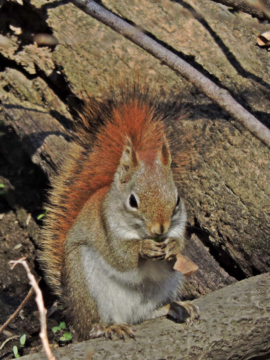 AprilAnne2014's tweet photo. #WildlifeWednesday #RedSquirrel 3/7/24 #SunkenGardens #HamiltonCemetery #Animalia #nature #photography @baxtercatshops @bigmarkp @dundastard @HamiltonNature @mixedmediashop
@Restaunique @Saskajanet https://t.co/xI57FgcbgQ