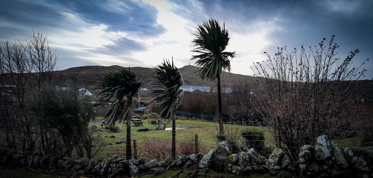 Thanks to its mild climate & geology, the island of Colonsay is well worth a visit for its impressive range of flora and fauna and is home to several exotic plants & trees including these palm trees snapped ‘blowing in the breeze’ by site manager James Harley.