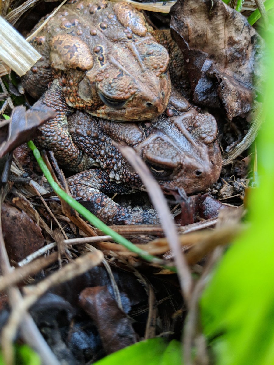mtnspire's tweet photo. Happy Hump Day!

#humpday
#springfling
#toadlove https://t.co/F8ep72hB3E