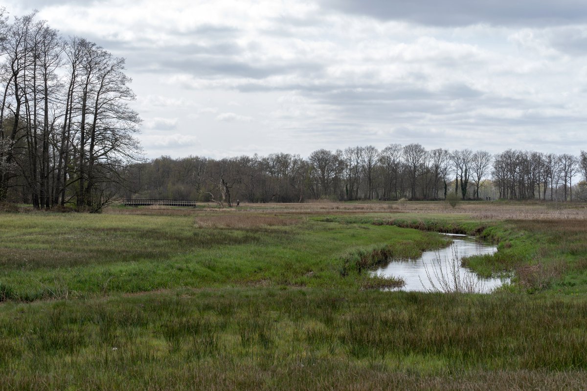 Vanuit het Programma Natuur werken wij aan het behoud en herstel van de natuur rondom de Drensche Aa. Maar welke maatregelen zijn nodig voor de natuur? Om dat te bepalen, doen we onderzoek in het gebied. Lees hier meer over via bit.ly/4ae3tTh