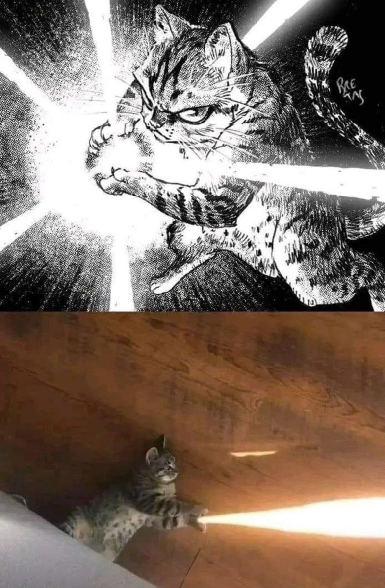 ShouldHaveCat's tweet photo. https://t.co/BaEspBtJtA