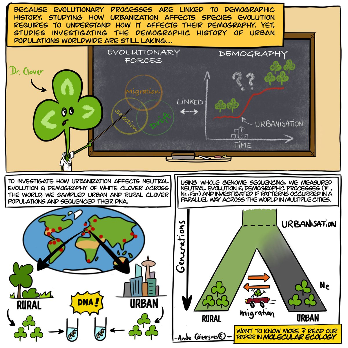 Check out our new paper in @molecology 'Does urbanisation lead to parallel demographic shifts across the world in a cosmopolitan plant?' Thanks to all the GLUE collaborators we were able to investigate #urban #evolution at a global scale. doi.org/10.1111/mec.17… Bonus cartoon :