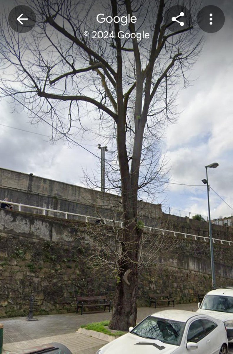 STD_HiriBerdeak's tweet photo. 🚨🪵Nos alertan de que el próximo viernes 15 se va a talar éste maravilloso árbol de 40 años en el Muelle de Olabeaga por "Motivos de seguridad" queremos el informe que lo avale y si no existe que se paralice la tala. @bilbao_udala @asier_abaunza @nora_abete https://t.co/eHCIPejcMC