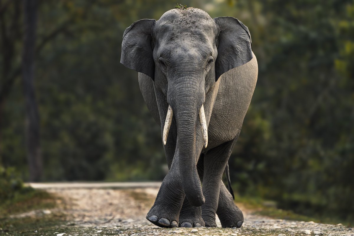 Came across this handsome tusker at Manas Tiger Reserve. Been there ever? #wildlifephotography #manastigerreserve