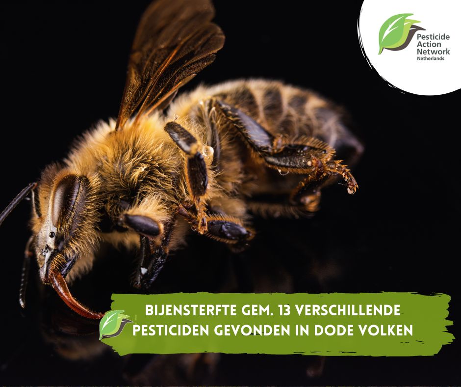 PanNederland's tweet image. Hoge bijensterfte: veel pesticiden gevonden in dode bijenvolken. In 6 onderzochte monsters werden 35 verschillende pesticiden gevonden, waaronder 14 insecticiden, 9 herbiciden en 12 fungiciden; gemiddeld 13 verschillende bestrijdingsmiddelen. Lees meer

pan-netherlands.org/bijensterfte-v…