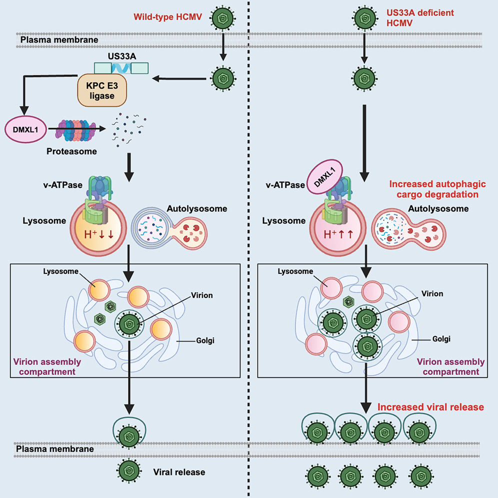 HCMV DMXL1 finetunes #virus replication: @Lhq1998 @Alice_F_E @LabWeekes report HCMV US33A degrades DMXL1, a regulator of vacuolar acidification, to remodel lysosomes & autophagy. US33A hijacks host KPC E3 ligase complex, inhibiting #CMV assembly & release cell.com/cell-host-micr…