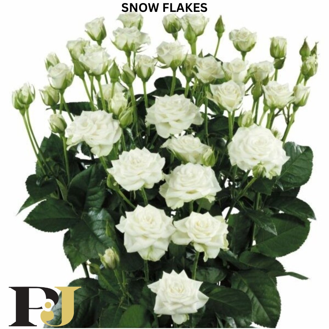 From the beautiful plains of Kajiado County, we bring you our ravishing array of spray roses. They are strong, and resilient and make an impression at a single sight.  
Part: 1
#Sprayroses #Kenyanrose #WCW #Freshroses #Picoftheday