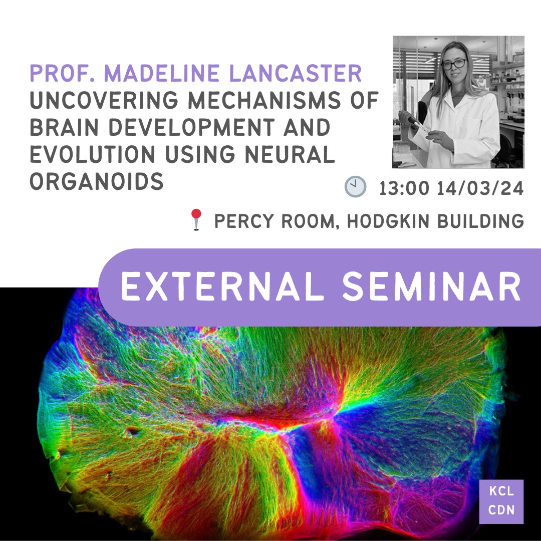 We are very pleased to welcome Professor Madeline Lancaster to continue our External Seminar series tomorrow: “Uncovering mechanisms of brain development and evolution using neural organoids” 🗓️ 1pm, Thursday 14th March 📍Percy Room, Hodgkin Building @mad_lancaster @MRC_LMB