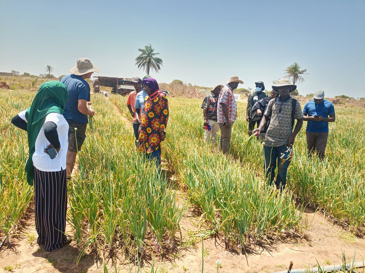 AmadouBah5's tweet photo. #WorldBank funded #GIRAVProject TTL and the Project Team at the #GikayFarm at Touba Kuta, Kombo East. A 5ha onion scheme enabled by the project's Matching grant for SMEs is being rolled out. 3.5ha transplanted through staggering. Yield estimate is 35MT/ha. https://t.co/DJU6xceDgK