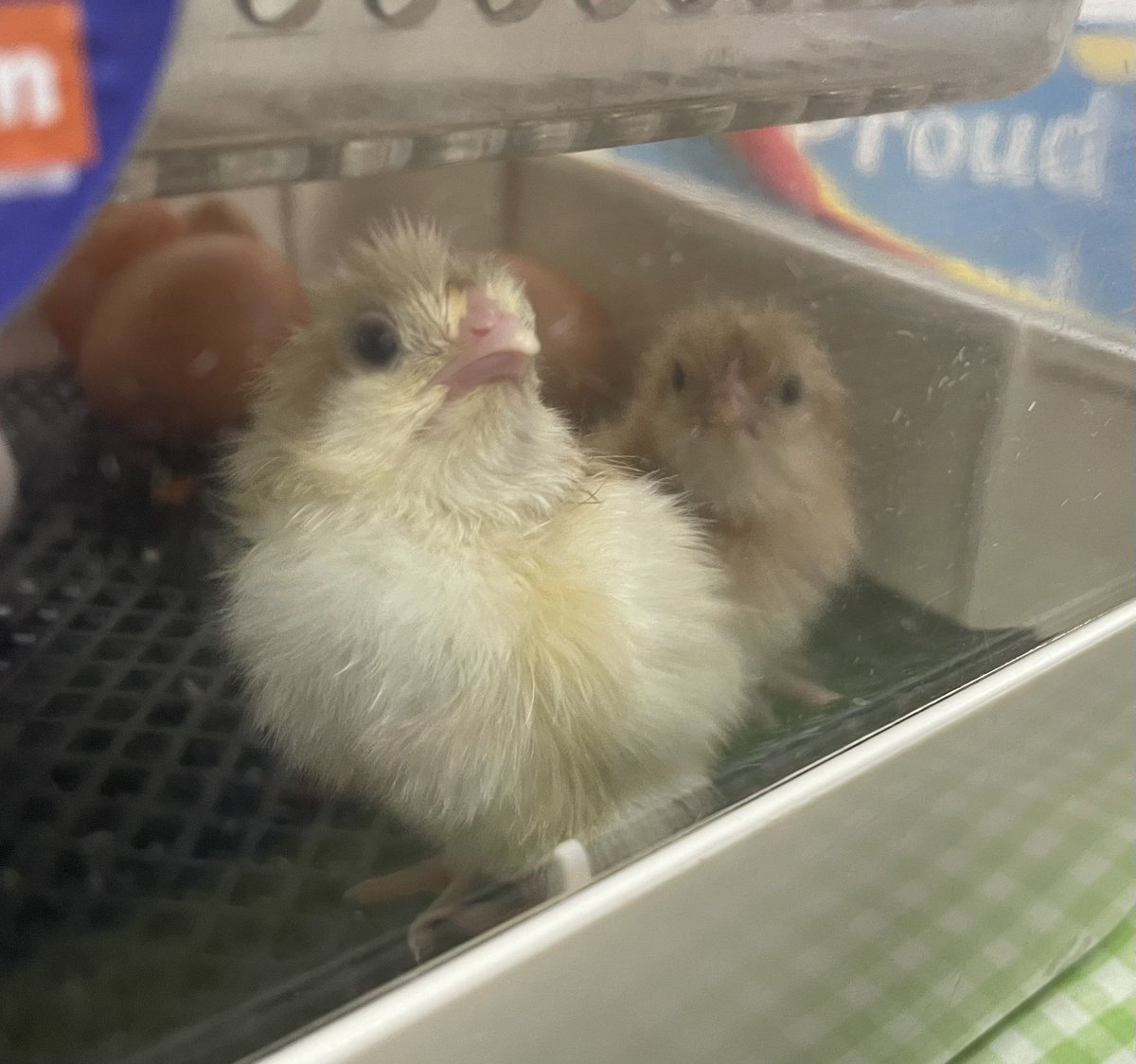 RecHiStPrimary's tweet image. Hello world 👋🏻 🐣