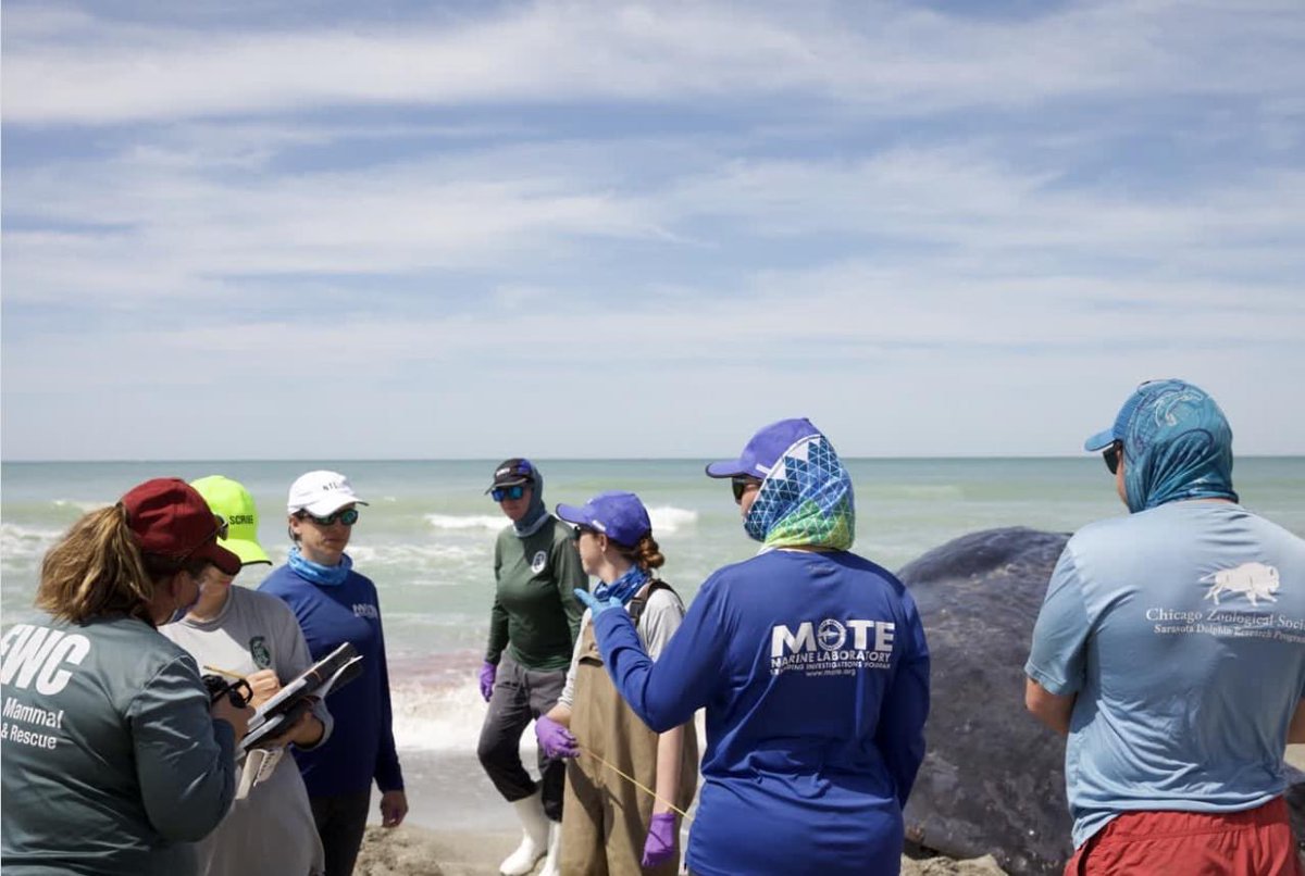 Sad to see the beached whale off Venice Beach. I’m in awe of the amazing organizations in our community that came together to help the animal and take care after it’s demise. I hope we can learn more and do more to protect our wildlife and our water. #ThinkGreenVoteBlue #FL17