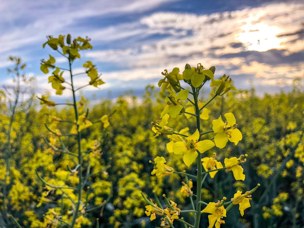 highheels&fields tweet media