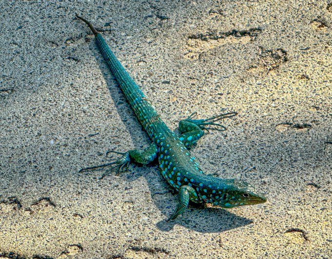 Found this little guy this morning on my walk #aruba https://t.co/vNlPSCAamR<a href="/tag/aruba"class="tags"><span>#aruba</span></a>
