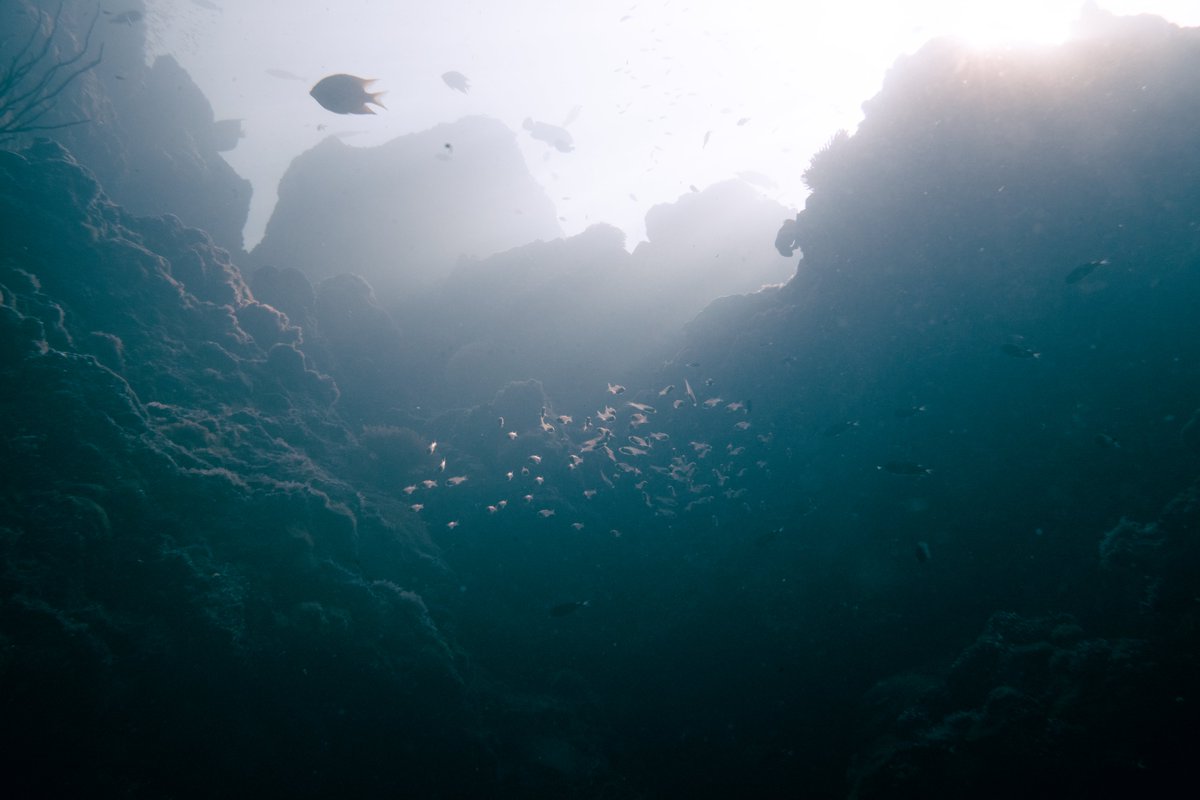 gabriellamort's tweet photo. a sunny day deep down in the andaman sea 🪼 https://t.co/b24DsaCkb3