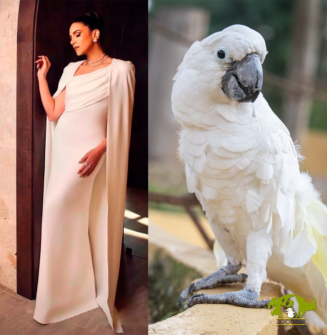zoodomrd's tweet photo. SE-GUI-MOS😎

Especies:
Tigre de Bengala (Panthera tigris tigris)
Cuervo de cuello blanco (Corvus leucognaphalus)
Flamenco del Caribe (Phoenicopterus ruber)
Cacatúa blanca (Cacatua alba)

#zoodom #gotozoodom https://t.co/jH1R4ayFsG